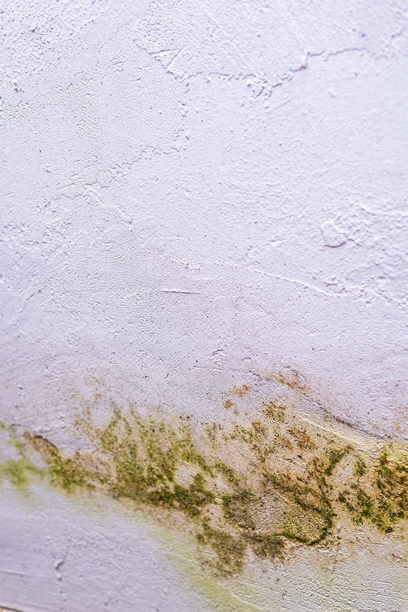 pared con moho